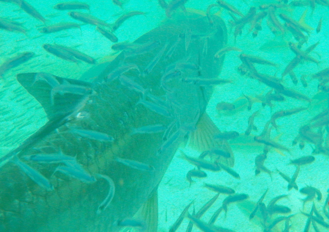 The Silver King A 6' tarpon swimming through a bait ball off of the Florida Keys.  Atlantic tarpon,Fish,Megalops atlanticus,Tarpon