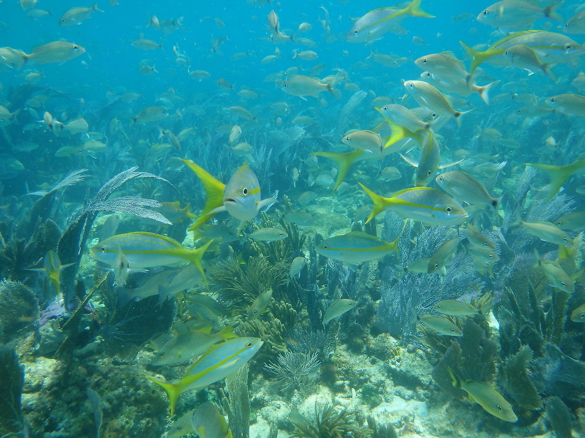Swarms of Snapper A large group of yellowtail snapper cover the patch reefs of the Florida Keys.  Ocyurus chrysurus,Yellowtail snapper