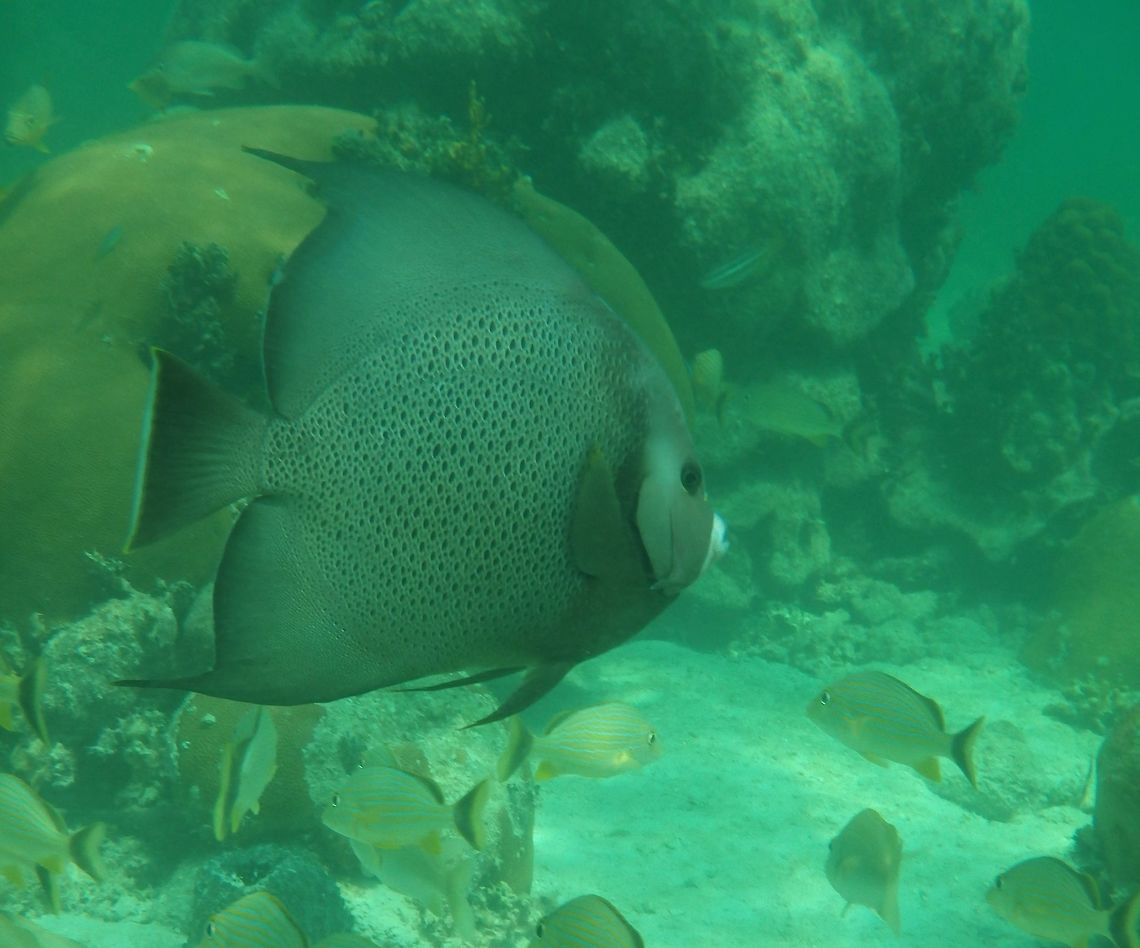 Grey Angelfish A common fish seen around patch reefs in the Keys. <br />
 French Angelfish,Gray angelfish,Pomacanthus arcuatus,Pomacanthus paru
