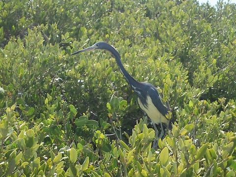 Perched in the trees A tricolor heron atop some mangroves on a bird nesting site.  Egretta tricolor,Tricolored Heron