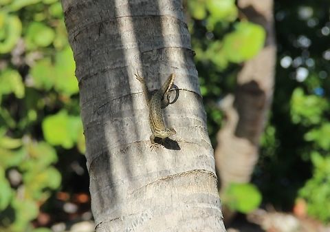 Northern Curly-tailed Lizard ("Leiocephalus carinatus") Just hanging out on a coconut palm. Geotagged,Leiocephalus carinatus,Summer,United States