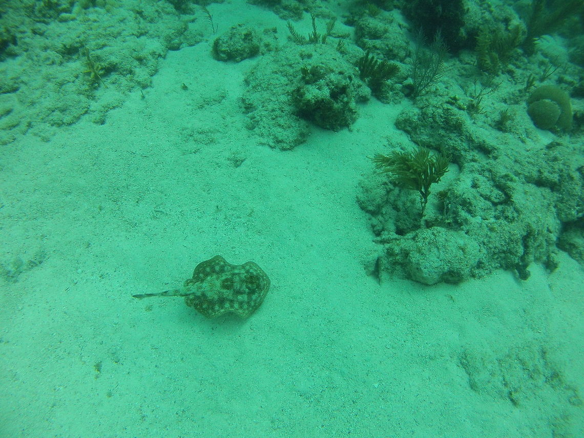 Yellow Stingray Found while diving Davis Reef  Urobatis jamaicensis,yellow stingray