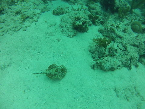 Yellow Stingray Found while diving Davis Reef  Urobatis jamaicensis,yellow stingray