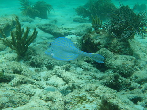 Scrawled Cowfish Found near Alligator Reef Lighthouse Acanthostracion quadricornis,Scrawled Cowfish