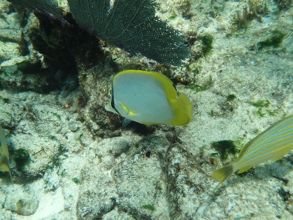 Spotfin Butterflyfish Found off of Alligator Reef  Chaetodon ocellatus,Spotfin butterflyfish