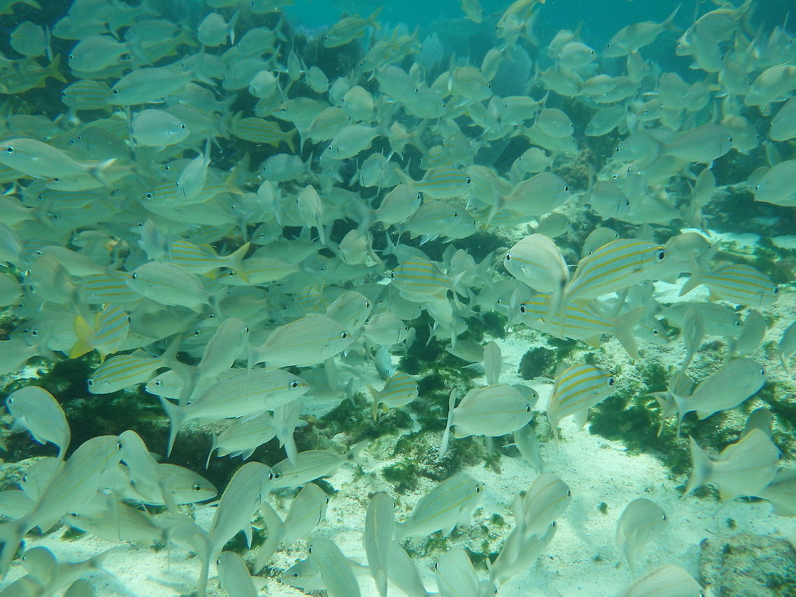 Smallmouth Grunt These fish cover the reef floor of the Florida Keys.  Haemulon chrysargyreum,Striped Grunt