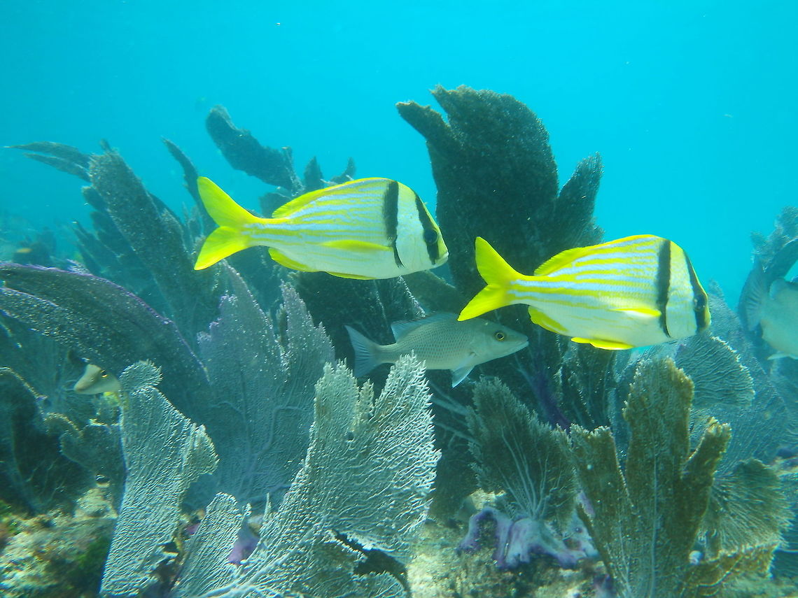 Porkfish Common fish found around the reef floor in the Florida Keys.  Anisotremus virginicus