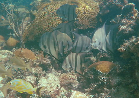 Atlantic Spadefish Found a group of them while snorkeling.  Atlantic spadefish,Chaetodipterus faber