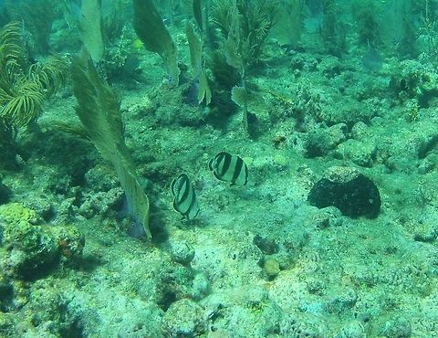 Banded Butterflyfish  Banded butterflyfish,Chaetodon striatus