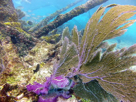 Purple Sea Fan Coral A common soft coral seen on the reefs of the Florida Reef System Fall,Geotagged,Gorgonia flabellum,United States