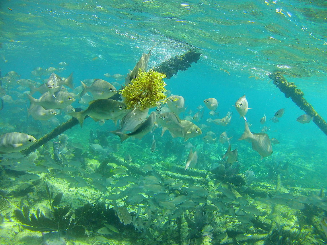 Bermuda Chub This fish is a common sight in the West Indies and is a fish that is virtually avoided as a food by many top predators due to its unpleasant taste. They are quite voracious feeders and will often come to the surface where people fish around the reefs for snapper and grouper.  Bermuda chub,Fall,Geotagged,Kyphosus sectatrix,United States