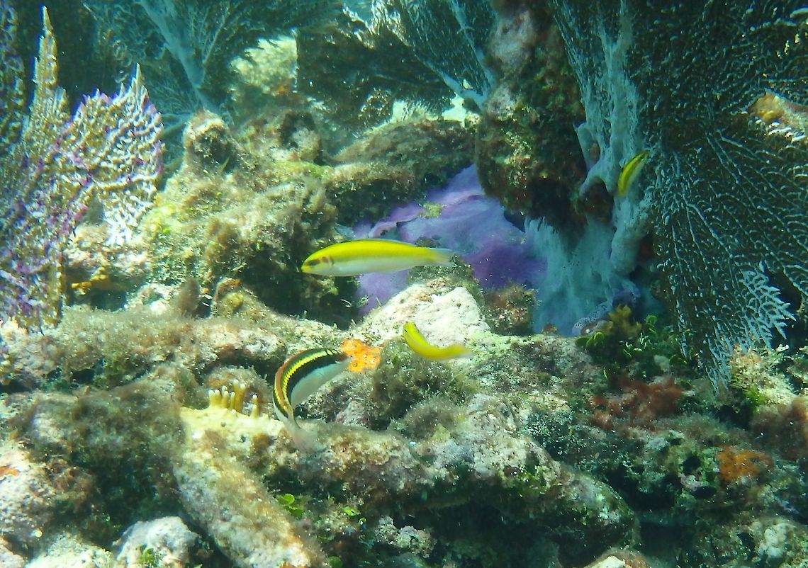 Juvenile Bluehead Wrasse The three in the top and right of the image are the Bluehead Wrasse and the bottom is a Juvenile Rainbow Wrasse.  Fish,Thalassoma amblycephalum,Wrasse