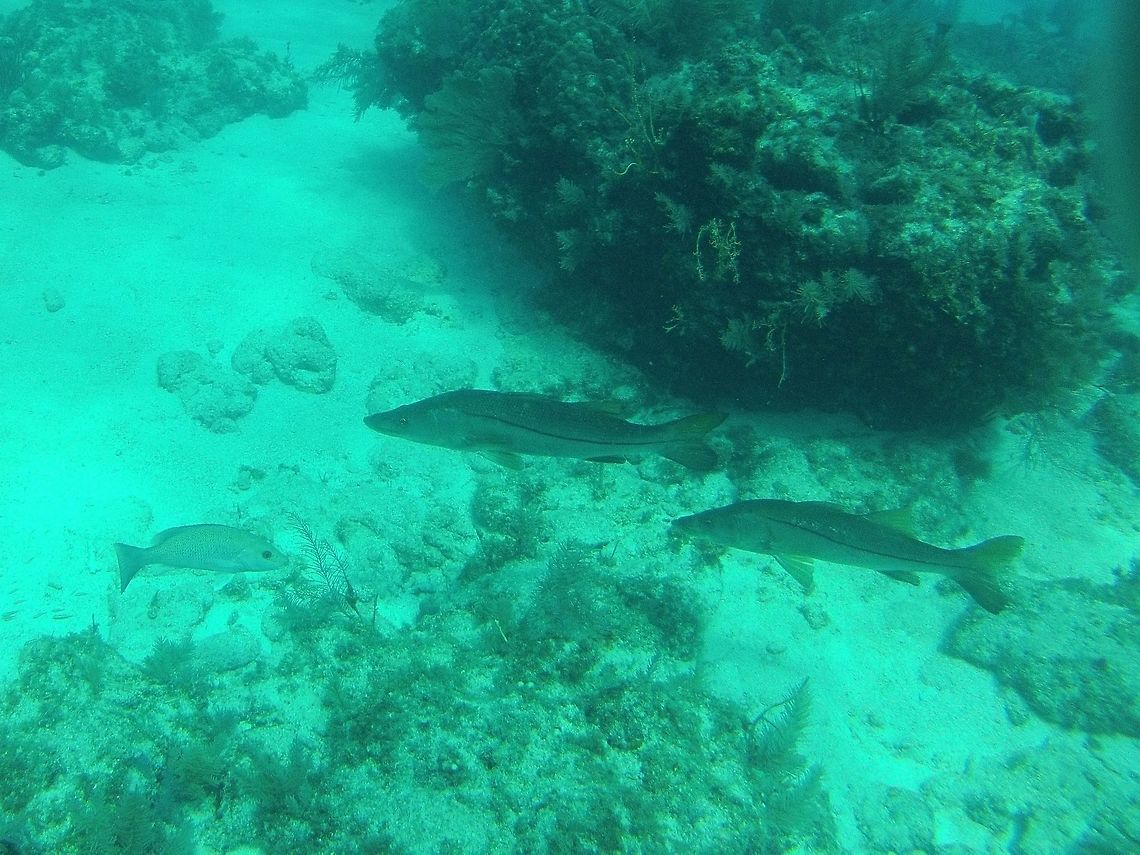 Common Snook A popular gamefish in Florida that can be found in brackish and salt water.  Centropomus undecimalis,Common snook,Fall,Geotagged,United States