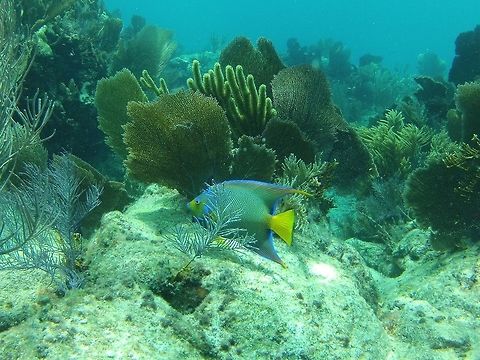 Queen Angelfish Found at Molasses Reef  Fall,Geotagged,Holacanthus ciliaris,Queen Angelfish,United States