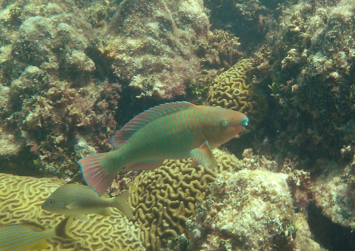 Rainbow Parrotfish Found near Pickles Reef. Very common in the Florida Keys and are often a cheap food fish in Florida and West Indies.  Geotagged,Rainbow parrotfish,Scarus guacamaia,Summer,United States