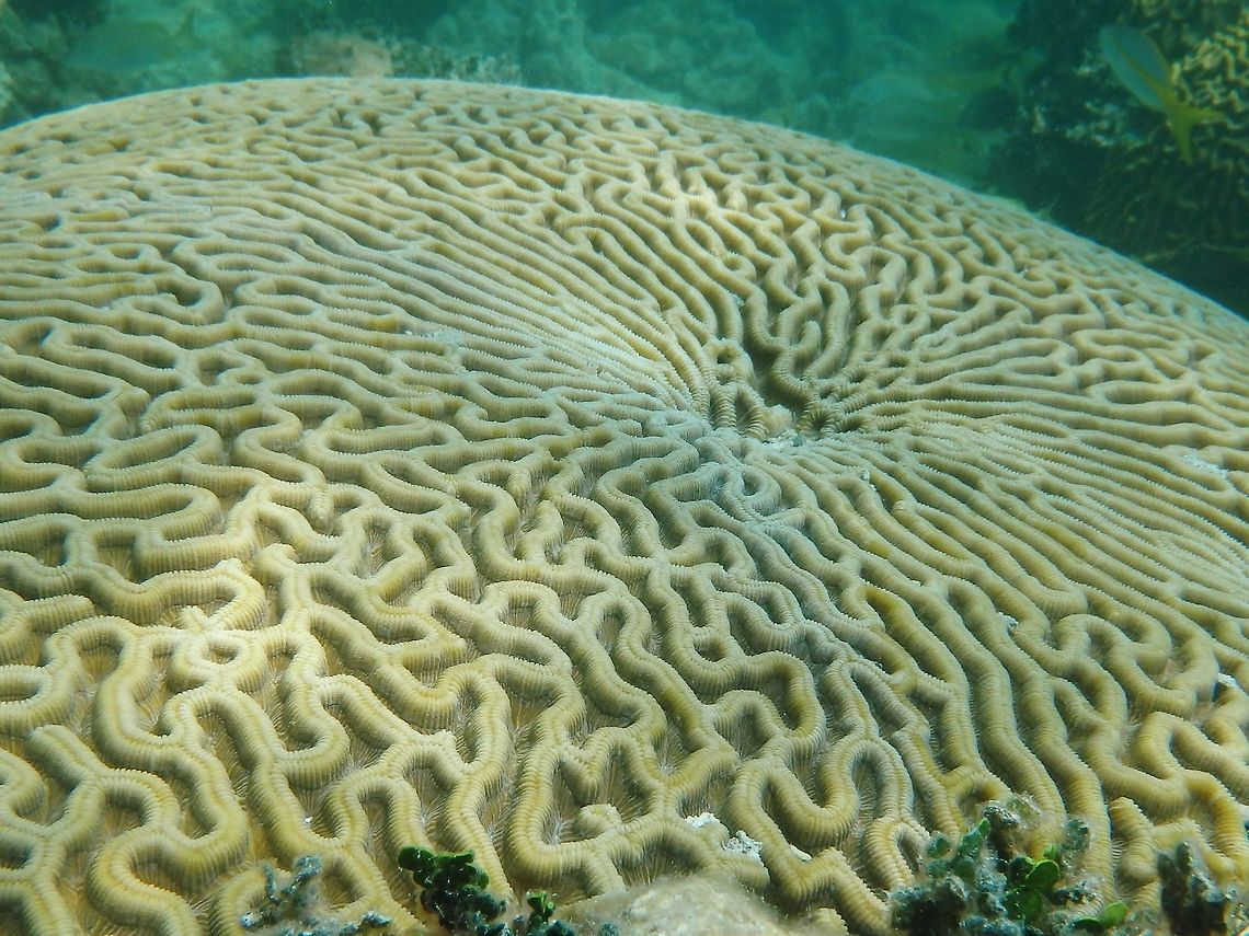 Grooved Brain Coral Saw this enormous head of grooved brain coral while diving a reef.  Diploria labyrinthiformis,Geotagged,Grooved brain coral,Summer,United States