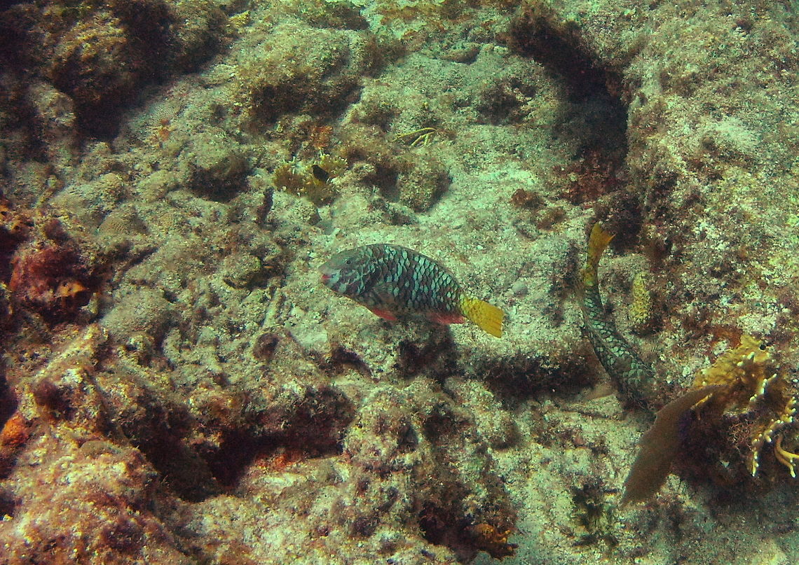 Yellowtail Parrotfish Another common parrotfish species found in the Florida Reef System. Fall,Fish,Geotagged,ParrotFish,Redfin parrotfish,Sparisoma rubripinne,United States,Yellowtail Parrotfish