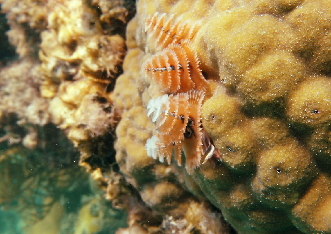 Christmas Tree Worm Unusual worm species growing on some mustard hill coral.  Geotagged,Spirobranchus giganteus,Summer,United States
