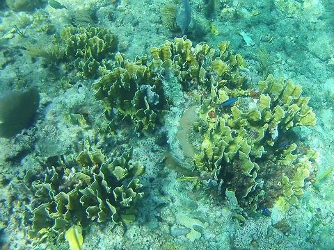 Lettuce Coral A common type of coral found in the Florida Reef System Agaricia agaricites,Fall,Geotagged,United States