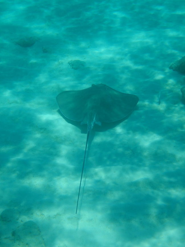 Southern Stingray Cruising the bottom for crunchy crustaceans  Dasyatis americana,Geotagged,Southern stingray,Summer,United States
