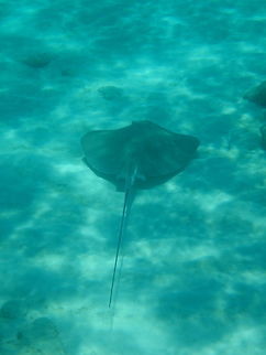 Southern Stingray Cruising the bottom for crunchy crustaceans  Dasyatis americana,Geotagged,Southern stingray,Summer,United States