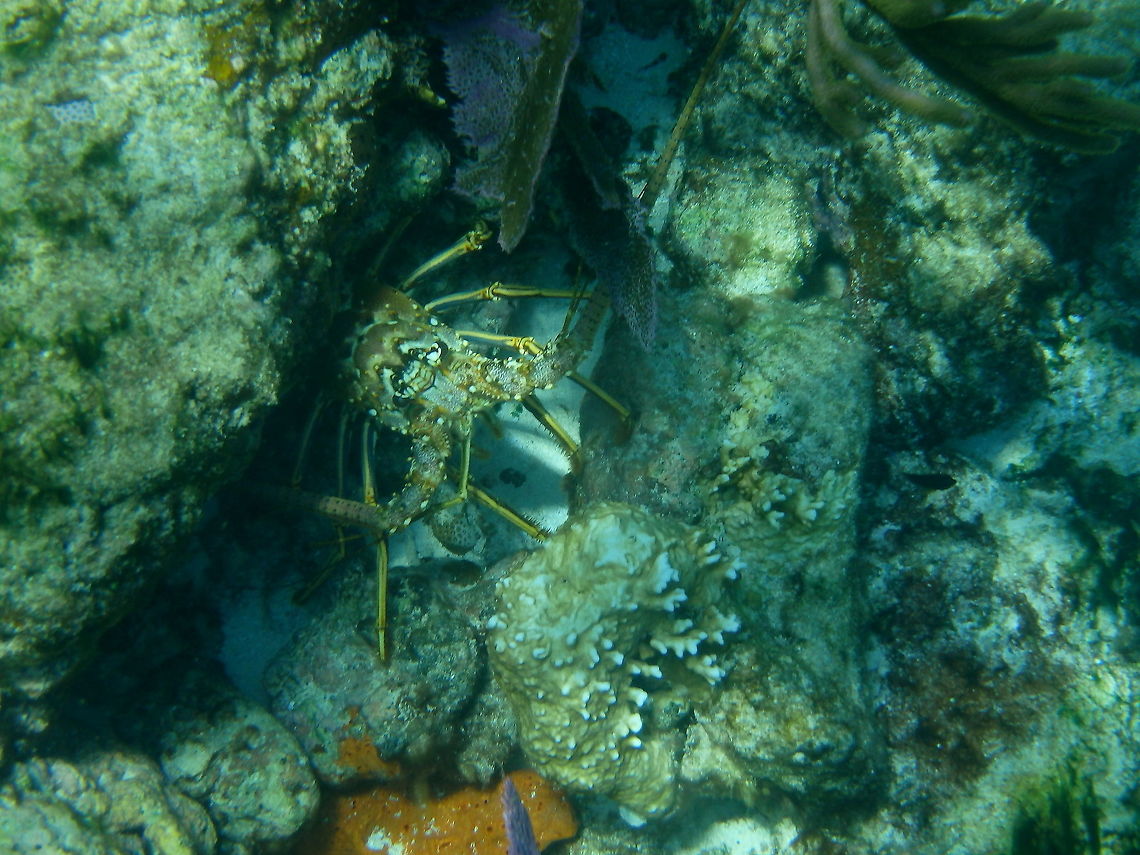 Caribbean Spiny Lobster A common site and delicacy in the Florida Keys.  Geotagged,Panulirus argus,Summer,United States,lobster,spiny lobster