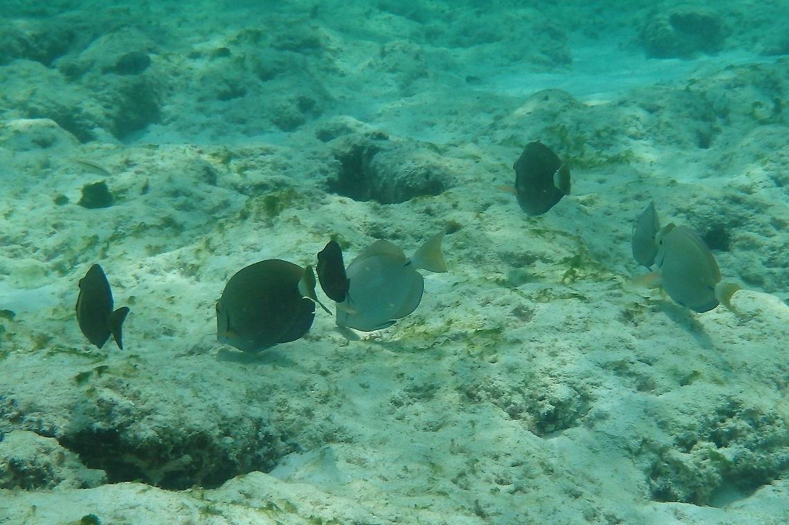 Ocean surgeons  Acanthurus bahianus,Geotagged,Ocean surgeon,Summer,United States