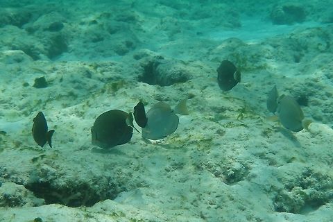 Ocean surgeons  Acanthurus bahianus,Geotagged,Ocean surgeon,Summer,United States