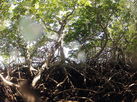 Mangroves  Fall,Geotagged,Rhizophora mangle,United States