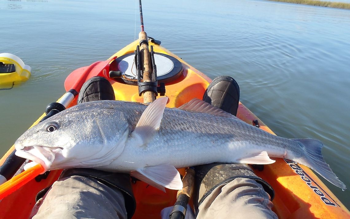 Red Drum/ Redfish A hard fighting game/food fish. This one was 29&quot; and was over the size limit, therefore he was carefully dehooked and released back into the water.  Fall,Geotagged,Red drum,Sciaenops ocellatus,United States