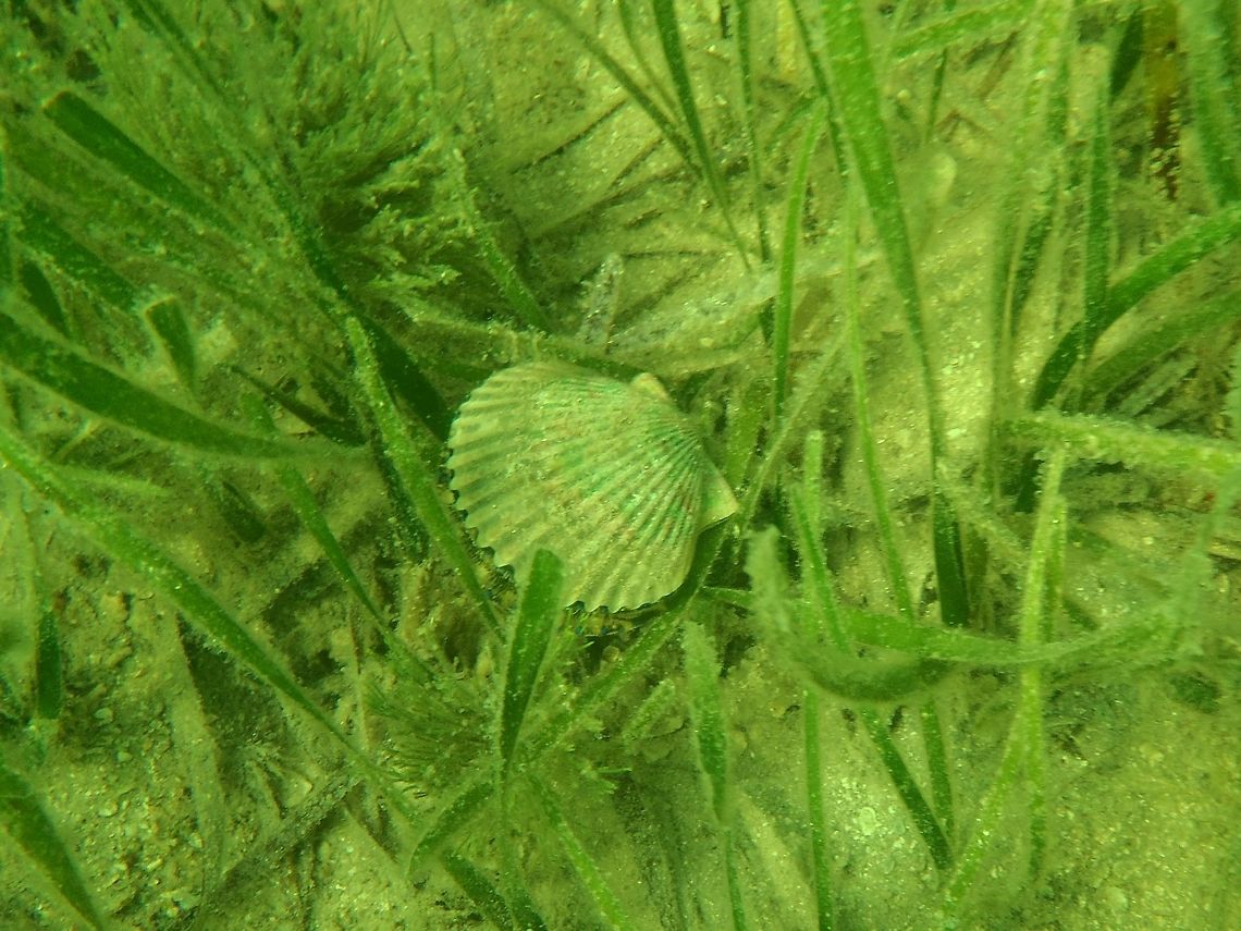 Atlantic bay scallop A common bivalve that is harvested along the Western coast of Florida.  Argopecten irradians,Geotagged,Summer,United States