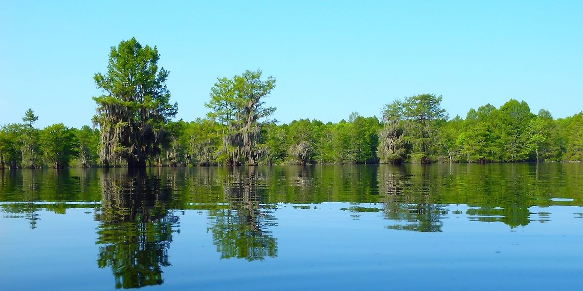 Bald Cypress Many of them while kayaking the northern portion of Lake Marion.  Geotagged,Spring,Taxodium distichum,United States