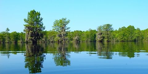 Bald Cypress Many of them while kayaking the northern portion of Lake Marion.  Geotagged,Spring,Taxodium distichum,United States
