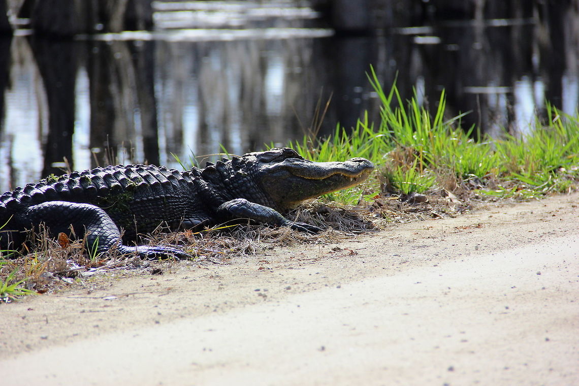 American Alligator Found in Huntington Beach State Park Alligator mississippiensis,American Alligator,Geotagged,United States,Winter