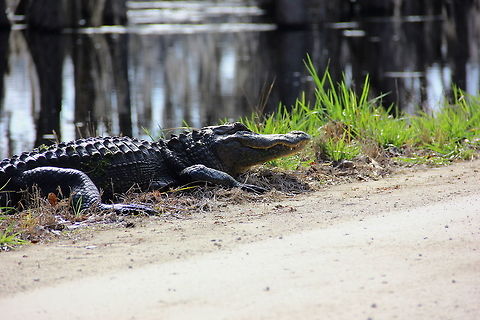 American Alligator Found in Huntington Beach State Park Alligator mississippiensis,American Alligator,Geotagged,United States,Winter
