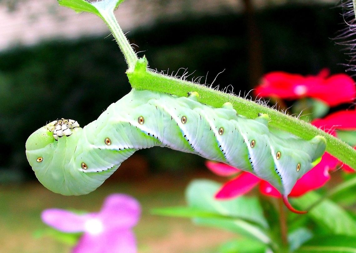 Tomato Hornworm A common type of caterpillar you may find on your tomato plants in the summer.  Geotagged,Manduca quinquemaculata,Spring,Tomato hornworm,United States