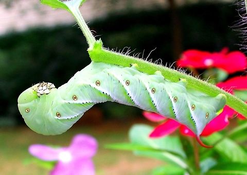 Tomato Hornworm A common type of caterpillar you may find on your tomato plants in the summer.  Geotagged,Manduca quinquemaculata,Spring,Tomato hornworm,United States