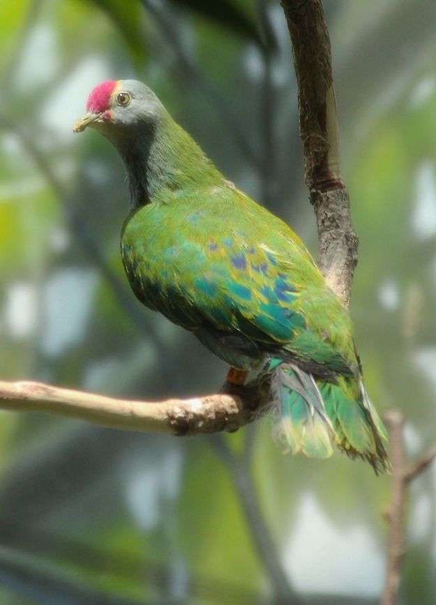 Mariana Fruit Dove  Mariana fruit dove,Ptilinopus roseicapilla