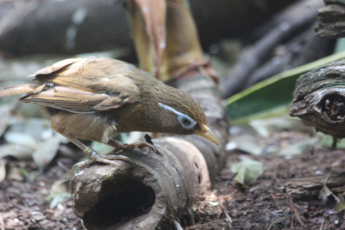 Chinese Hwamei (Garrulax canorus)  Chinese hwamei,Garrulax canorus