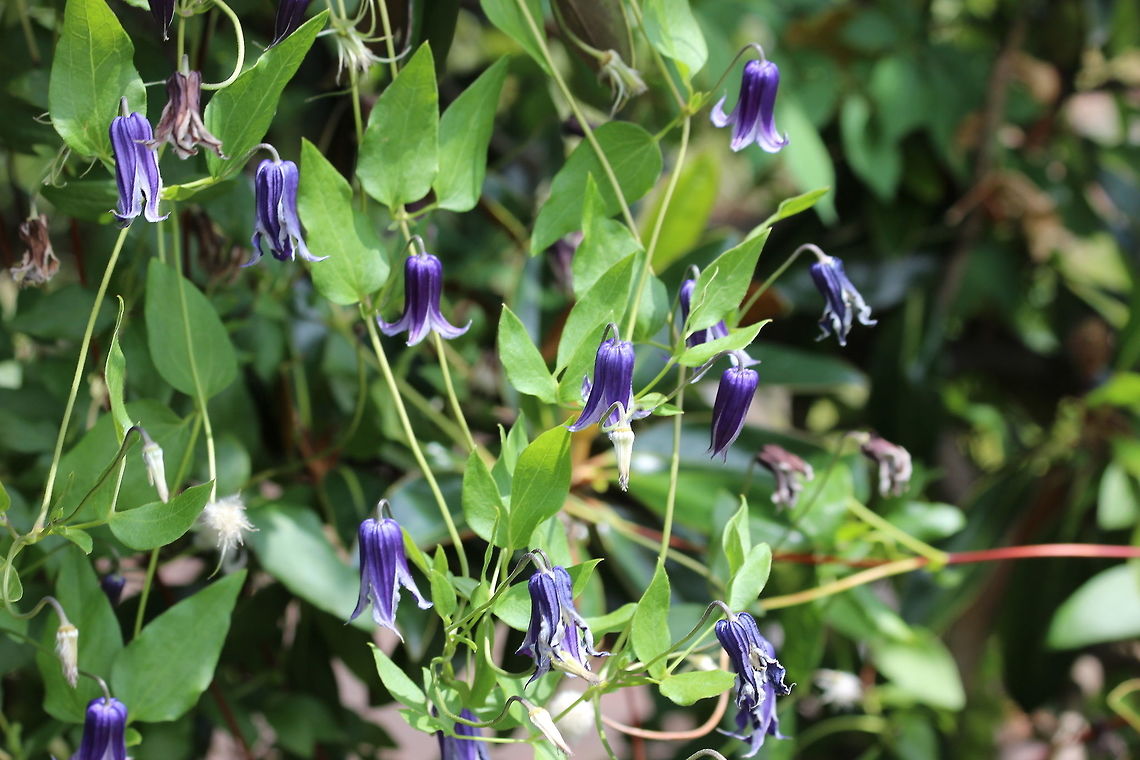 Clematis integrifolia  Clematis integrifolia
