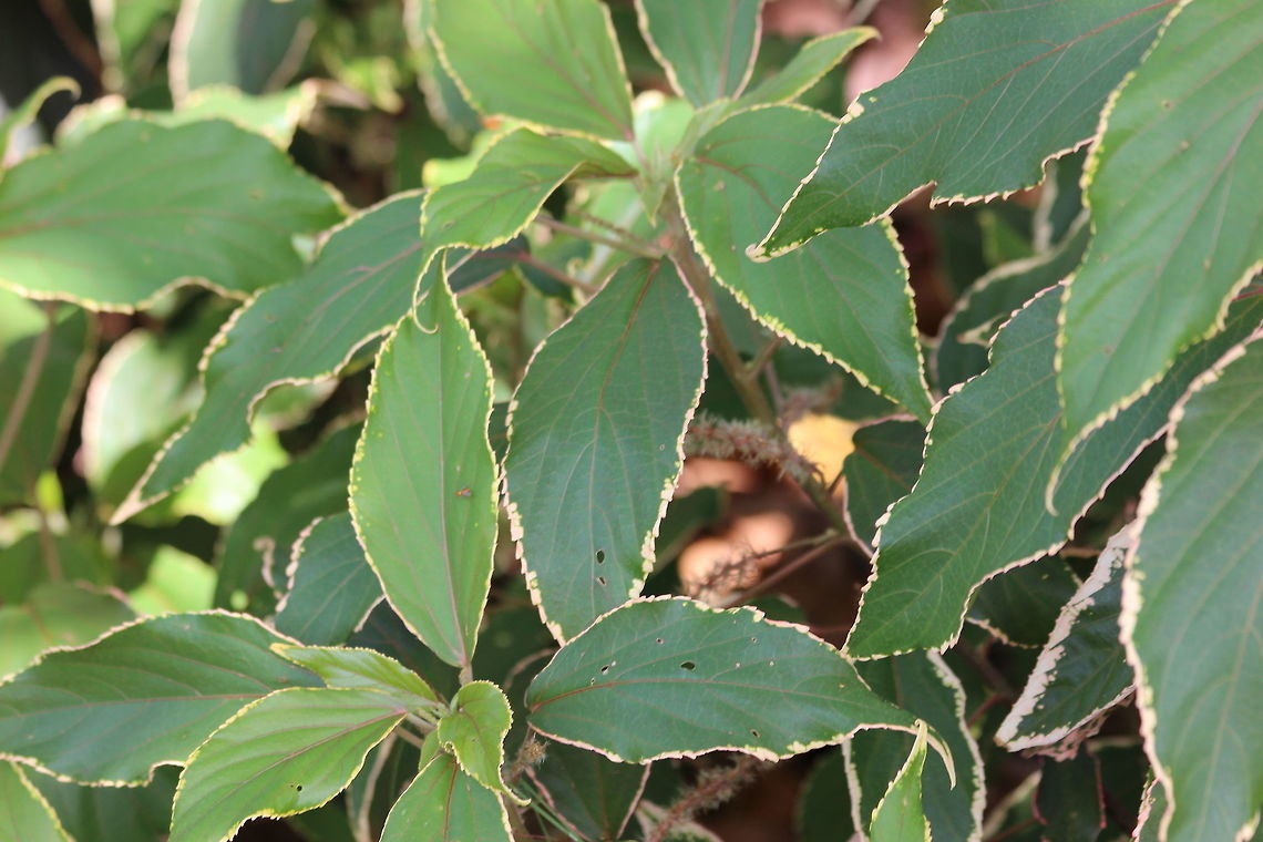 Copperleaf  Acalypha wilkesiana