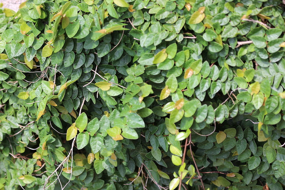 Curly Crawling Vine  Ficus pumila,curly crawling vine,vine