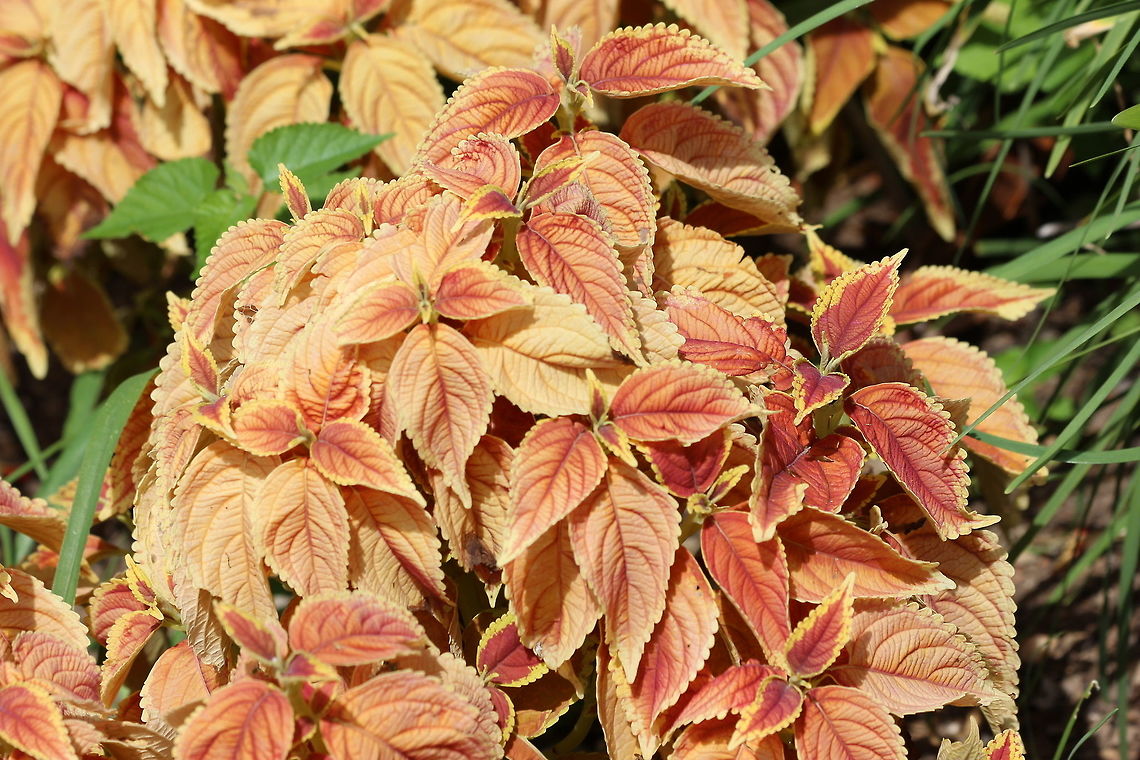 Coleus  Solenostemon scutellarioides