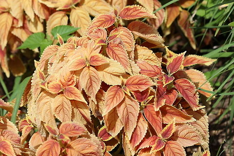Coleus  Solenostemon scutellarioides