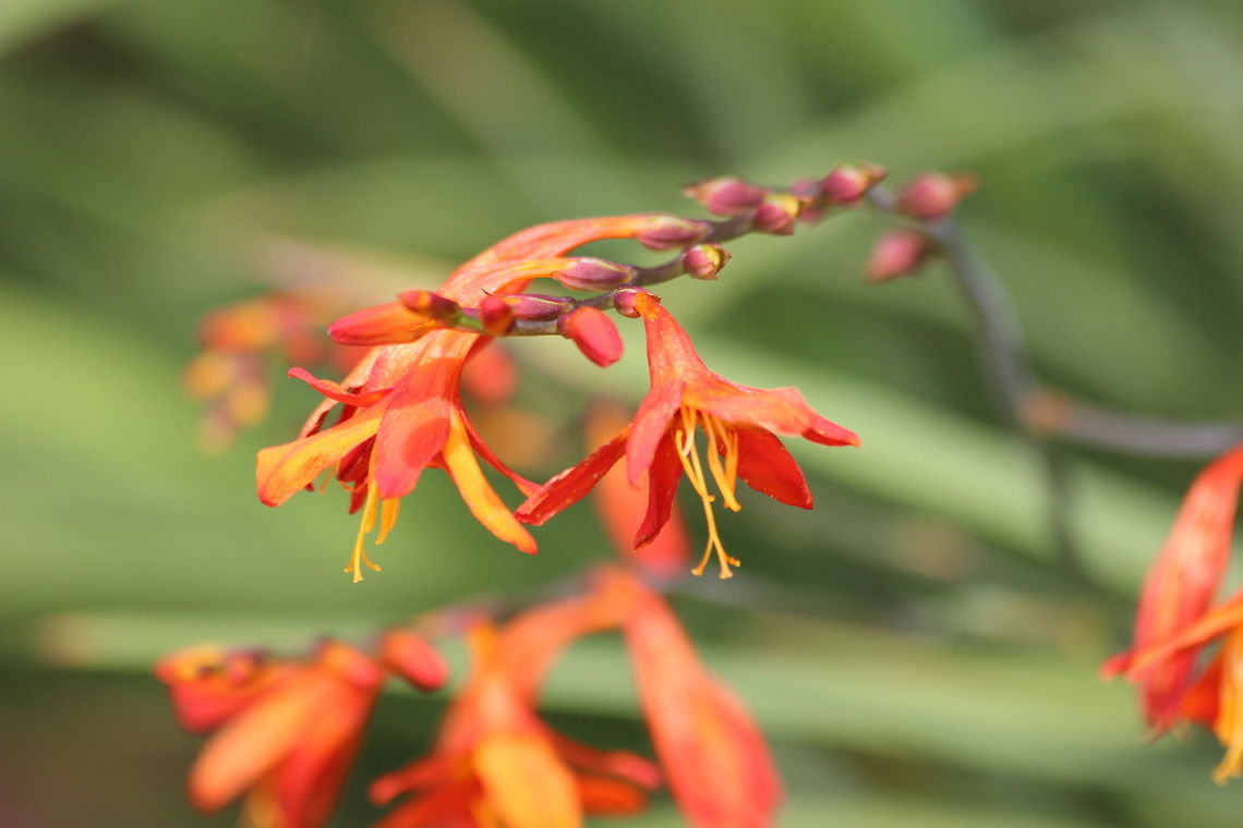 Montbretia  Crocosmia masoniorum