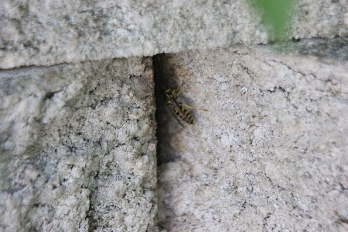 Eastern Yellowjacket A yellowjacket enters his nest that has been built into the side of a stone wall.  Eastern yellowjacket,Vespula maculifrons
