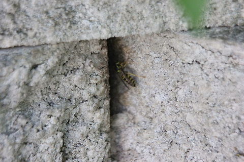 Eastern Yellowjacket A yellowjacket enters his nest that has been built into the side of a stone wall.  Eastern yellowjacket,Vespula maculifrons