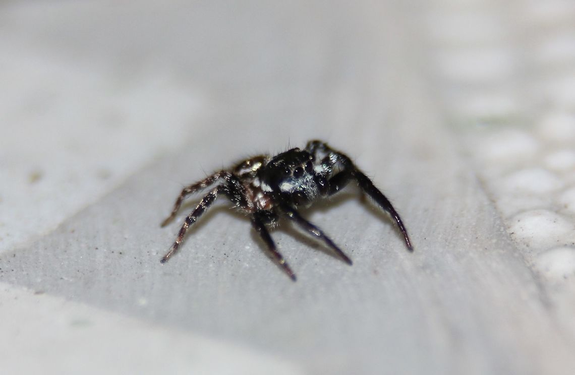 Twin-flagged Jumping Spider Found this little guy hopping around on the table outside.  Anasaitis canosa,Jumping Spider