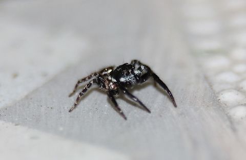 Twin-flagged Jumping Spider Found this little guy hopping around on the table outside.  Anasaitis canosa,Jumping Spider