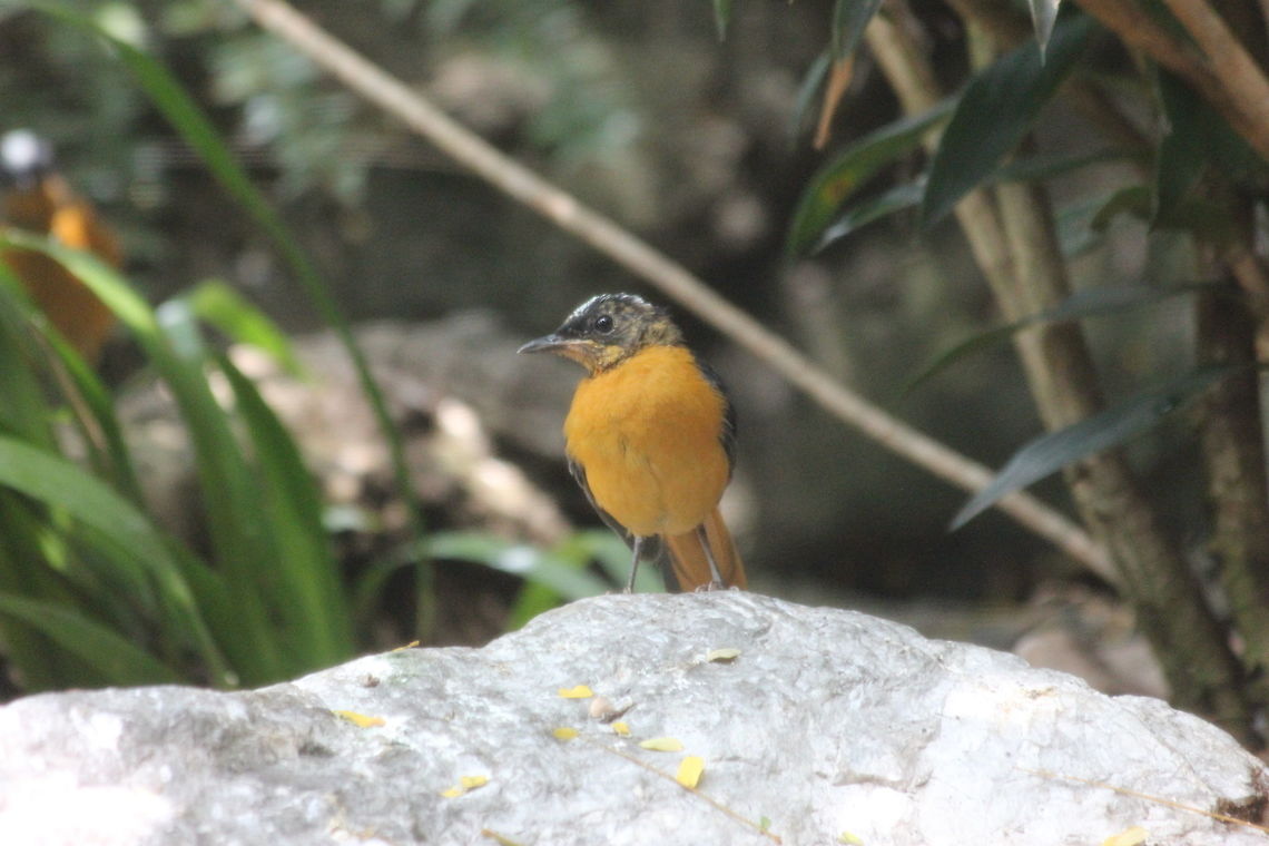 Snowy-crowned Robing Chat  Cossypha niveicapilla,Snowy-crowned robin-chat,zoo